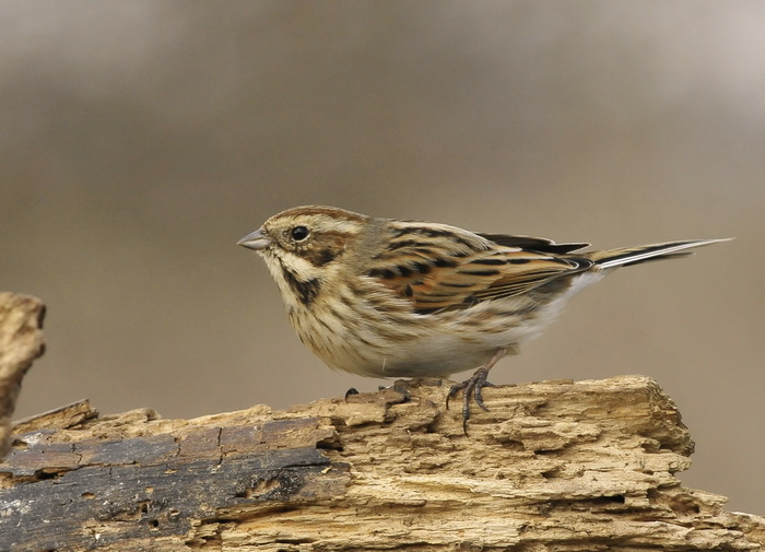 Migliarino di Palude - Emberiza schoeniclus